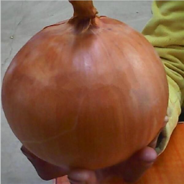 2021 Home Plants Giant Onion Yellow Sweet Spanish Seeds ...