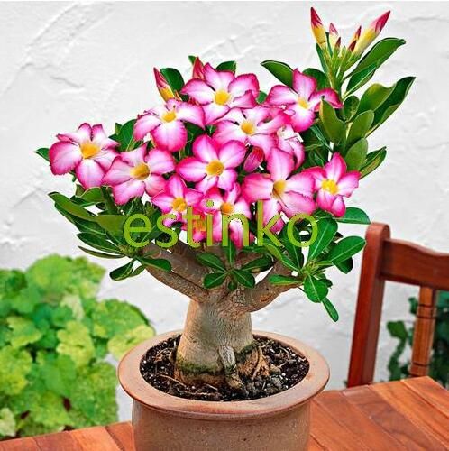 ADENIUM OBESUM DESERT ROSE "Venus"" 100 SEEDS 