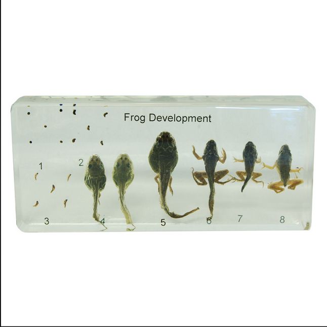 Real Frog Lifecycle Specimens In Lucite Paperweight Education/Gift/Collection 
