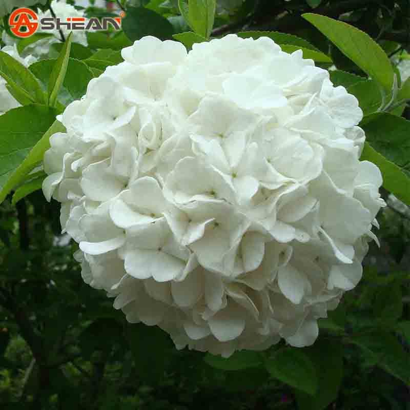 2020 White Hydrangea Seeds Balcony Bonsai Viburnum Hydrangea Macrophylla Bonsai Plant Flower Seeds For Home Garden From Framedpainting 10 1 Dhgate Com