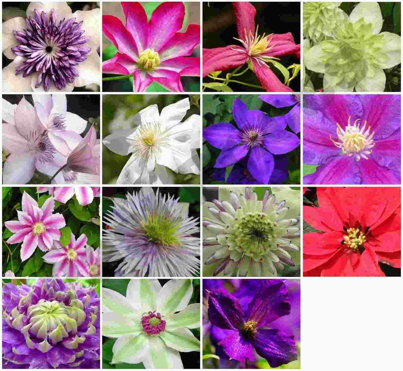 50 Samen Clematis Hybrid Blumensamen, Gartenpflanze, Wahl der Farbe UK Verkäufer