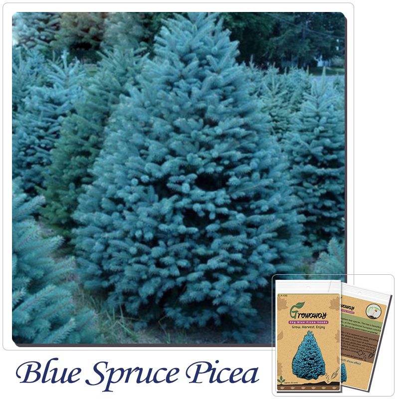 Ель голубая неон описание и фото