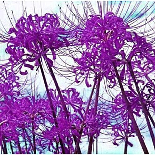 2 Bulbs Purple Lycoris Bulb,Spider Lily,Lycoris Radiata