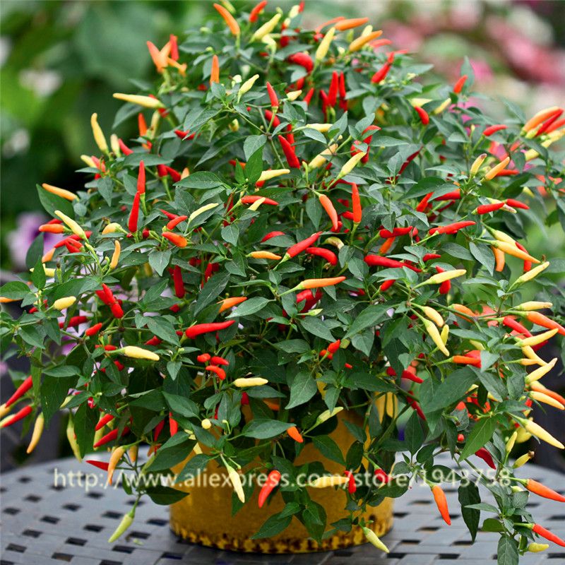 100pcs Chili peppers Multi color Pepper seed Edible Ornamental Mini Garden Home 