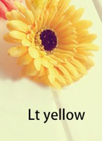 lt jaune