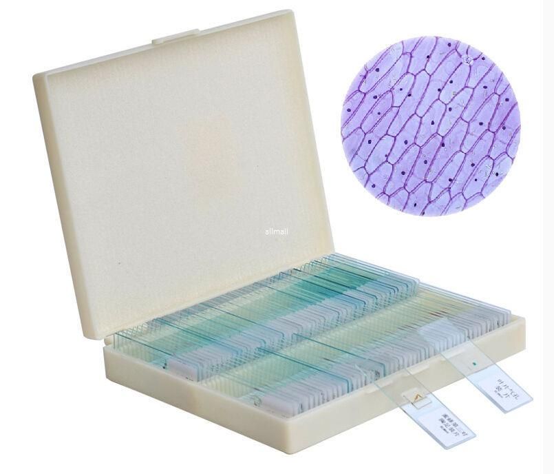 2020 Prepared Microscope Glass Slides Human Tissue Sections Speciments