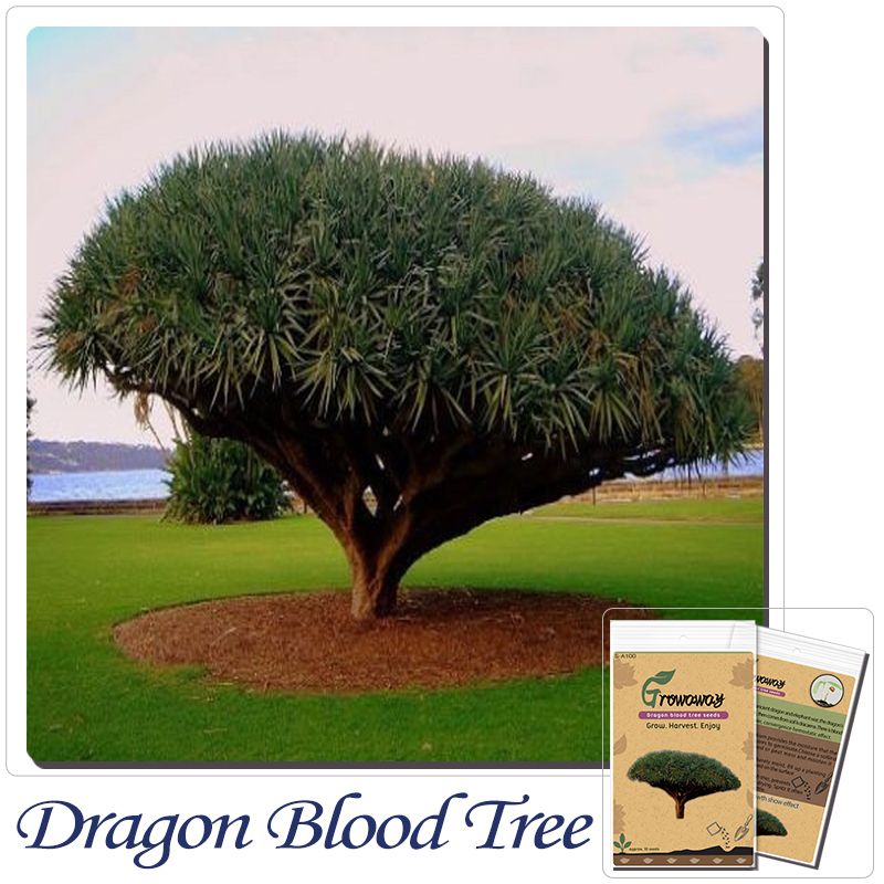 21 Tree Seeds Canary Island Dragon Blood Tree Dracaena Draco Showy Exotic New Packing From Zy0518 0 3 Dhgate Com 21 Tree Seeds Canary Island Dragon Blood Tree Dracaena Draco Showy Exotic New Packing From Zy0518 0 3 Dhgate Com