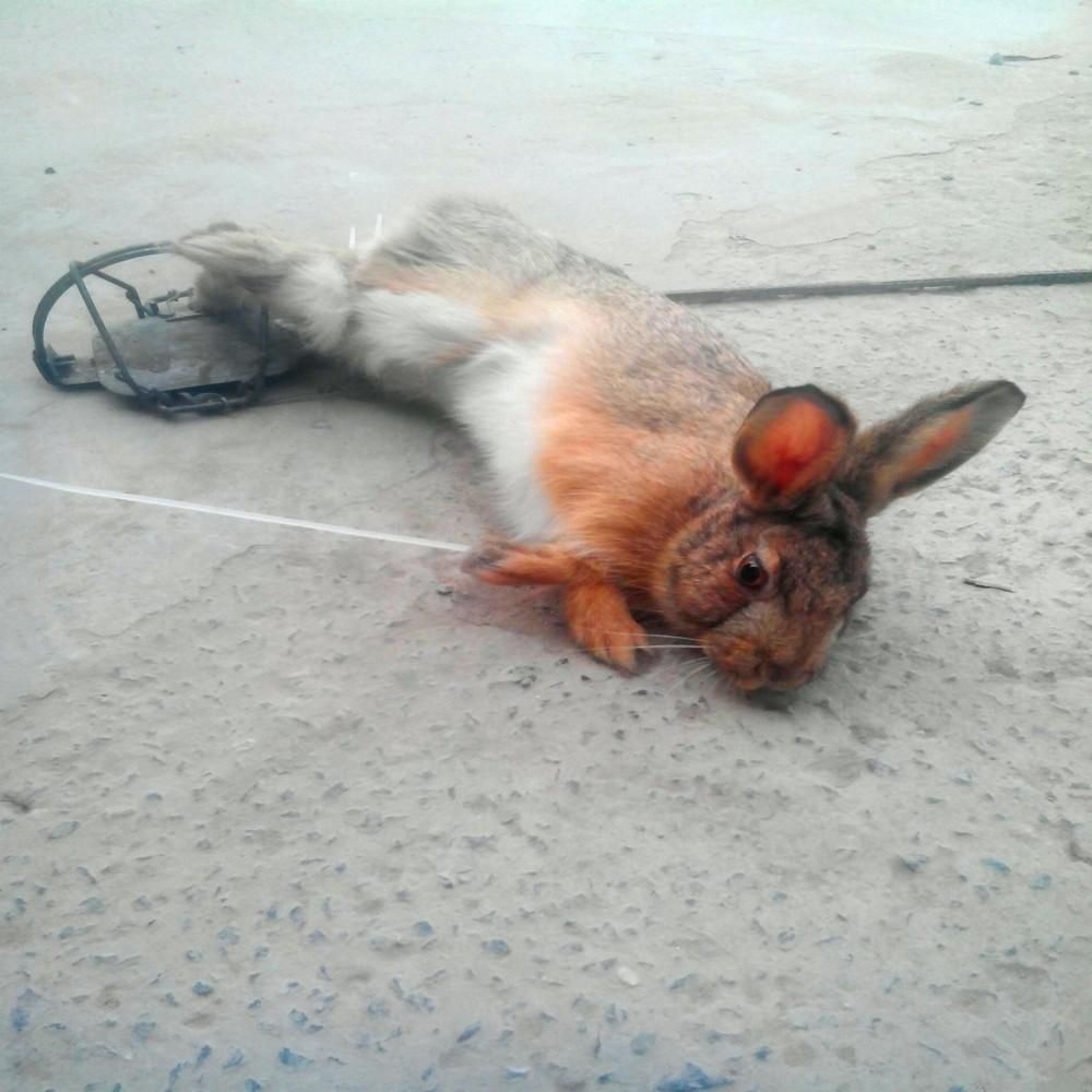 satin al sicak satis en iyi satmak yuksek kaliteli hayvan tuzaklari ve snare bahar tuzak bacak dusuk fiyat ile tuzak ucretsiz nakliye tutun