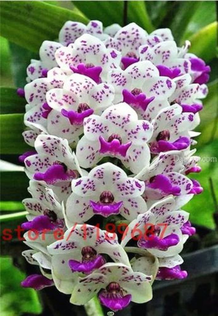 Atacado100 pcs cymbidium orquídea, cymbidium orquídea, sementes de cyidium  Branco Roxo Colorplant bonsai