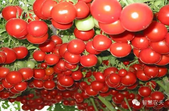 sain Délicieux Et Nutritif comestibles frui 100 graines Heirloom géant Tomate arbre 