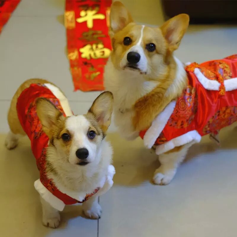 dog chinese new year costume
