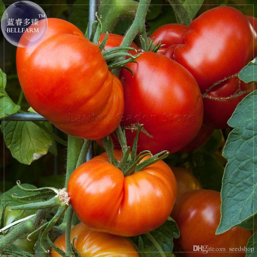 100 pcs//bag Super Rare Red Giant Competition Russian Heirloom Tyazeloves Tomato