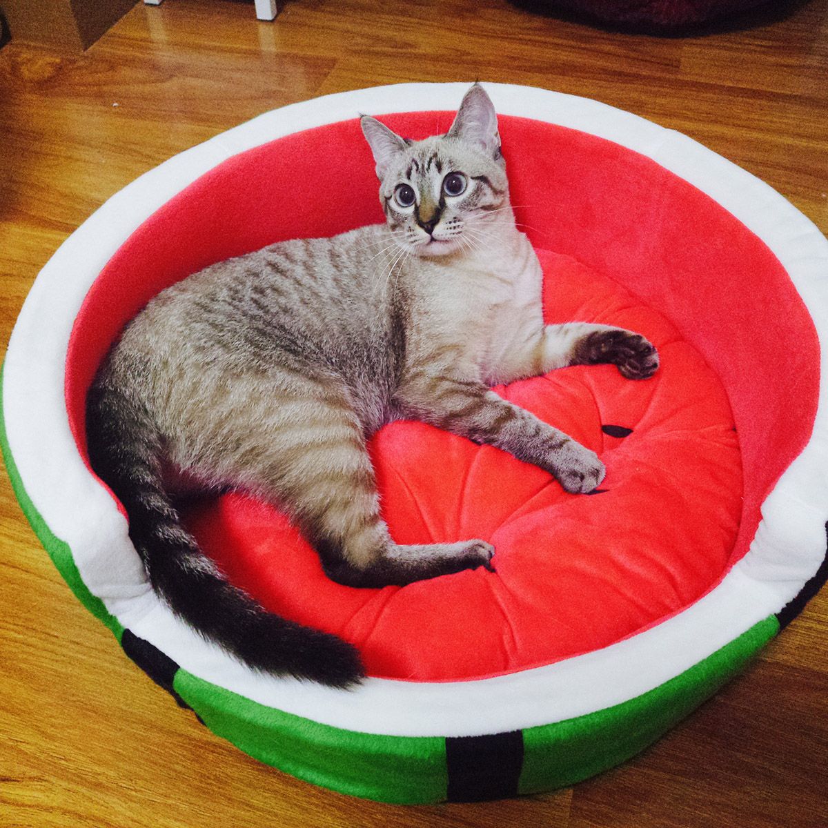 watermelon cat bed
