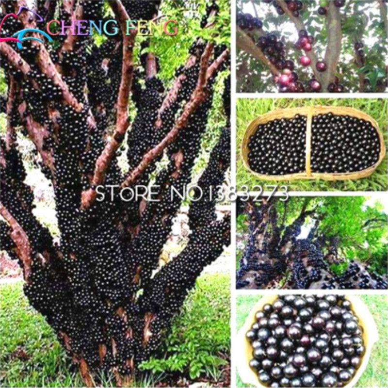 Compre 100 Piezas Comestibles Del Buen Gusto Uva Jabuticaba Semillas