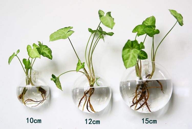 Transparent Circular Wall Hydroponic Vase Creative Hanging Wall