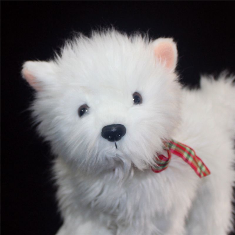 white dog teddy
