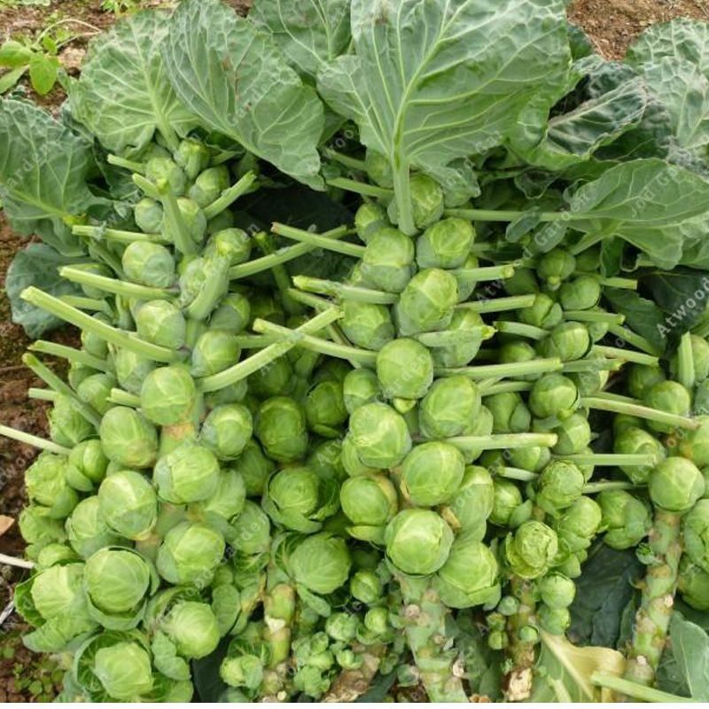2021 China Rare Brussels Mini Sprouts Seeds Household Products Bonsai Garden Plants Vegetables High Protein Content Nutrient From Cstllmyyxgs, $0.61 | DHgate.Com 2021 China Rare Brussels Mini Sprouts Seeds Household Products Bonsai Garden Plants Vegetables High Protein Content Nutrient From Cstllmyyxgs, $0.61 | DHgate.Com