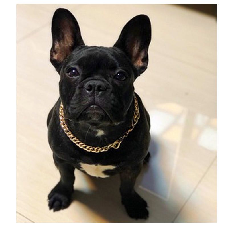 french bulldog with gold chain