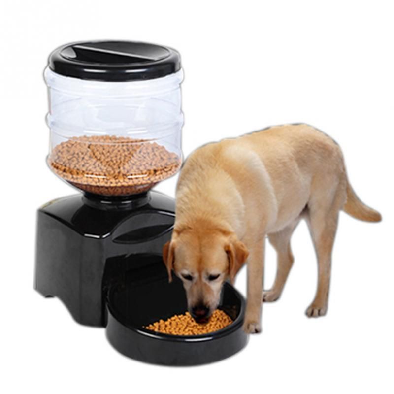 timed animal feeder