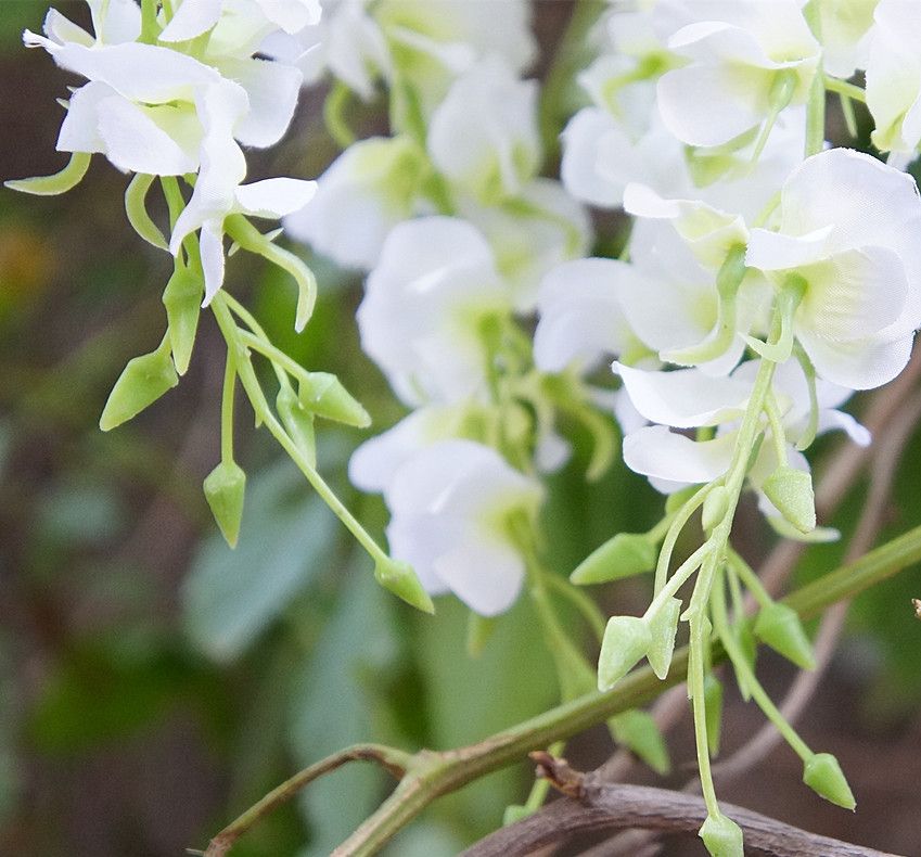 Acheter Pas Cher Rose Fleur Graines 200 Graines Par Paquet Bleu Et Blanc Couleur Mixte Balcon En Pot De Fleurs En Pot De Jardin Plantesfleur