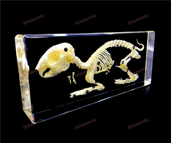 satin al gercek tavsan iskelet ornek akrilik travmatik tabanca iskelet travma tibbi alet anatomi anatomik bilim ogretim tl415 44 tr dhgate com