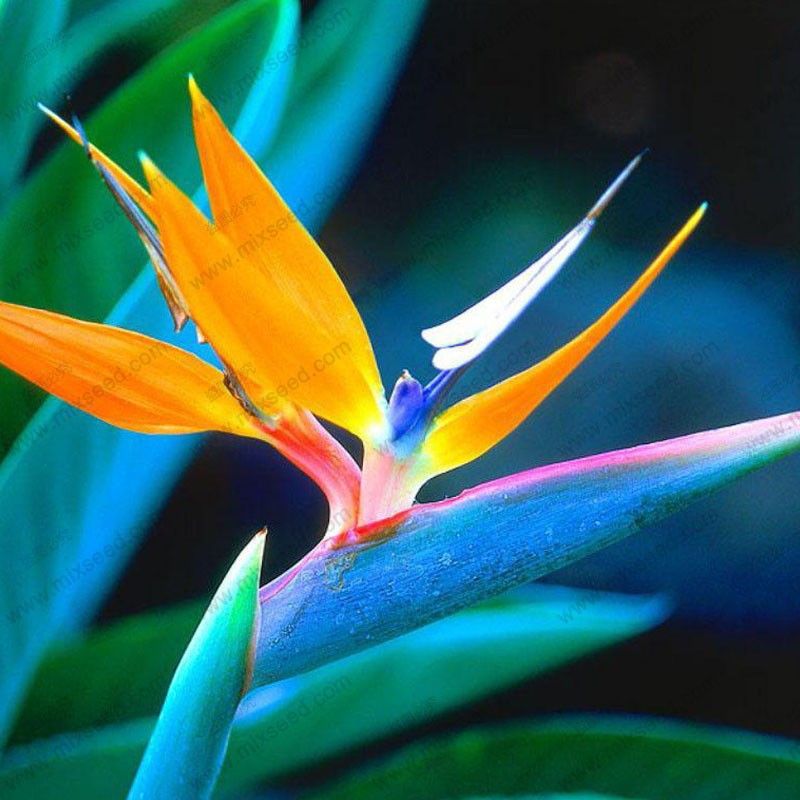 Fornateu 100pcs Sac Strelitzia Graines de Fleurs en Pot graines BONSAĪ Graines de Fleurs pour Jardin Plantation 