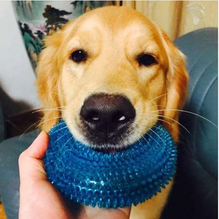 chew toys for big dogs