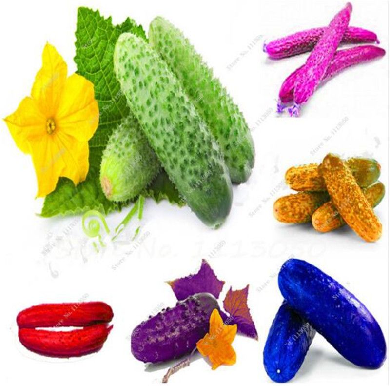 100pcs Red Cucumber Seeds Fruit Vegetables Seeds Rare Garden Plants 100pcs Red Cucumber Seeds Fruit Vegetables Seeds Rare Garden Plants