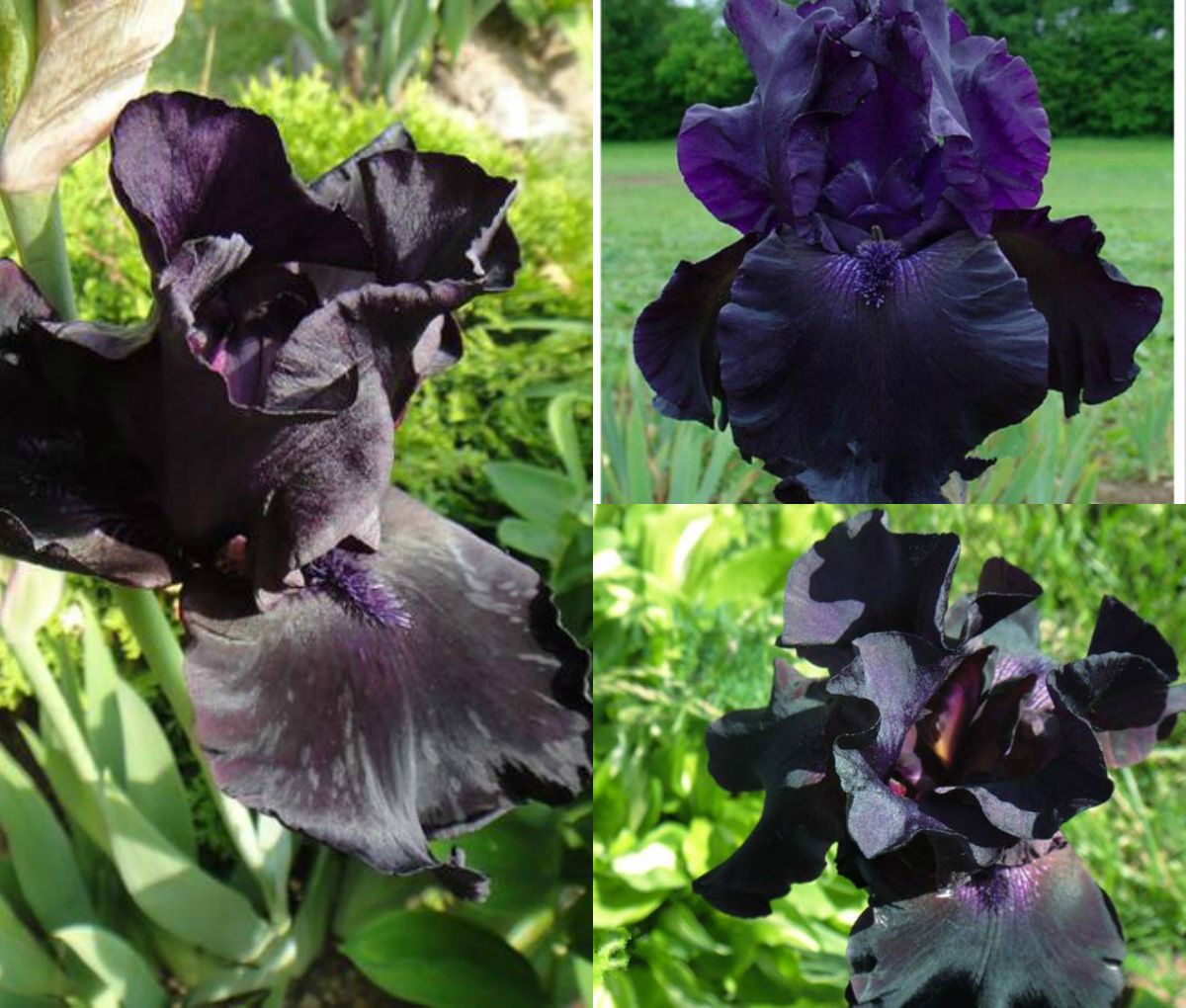 Acquista Semi Di Orchidea Iris Heirloom Tectorum Perenne Semi Di Fiori Cortile Giardino Decorazione Bonsai 100 Semi Pacchetto Sementi Di Piante Spedizione Gratuita A 1 13 Dal Greatvip Dhgate Com