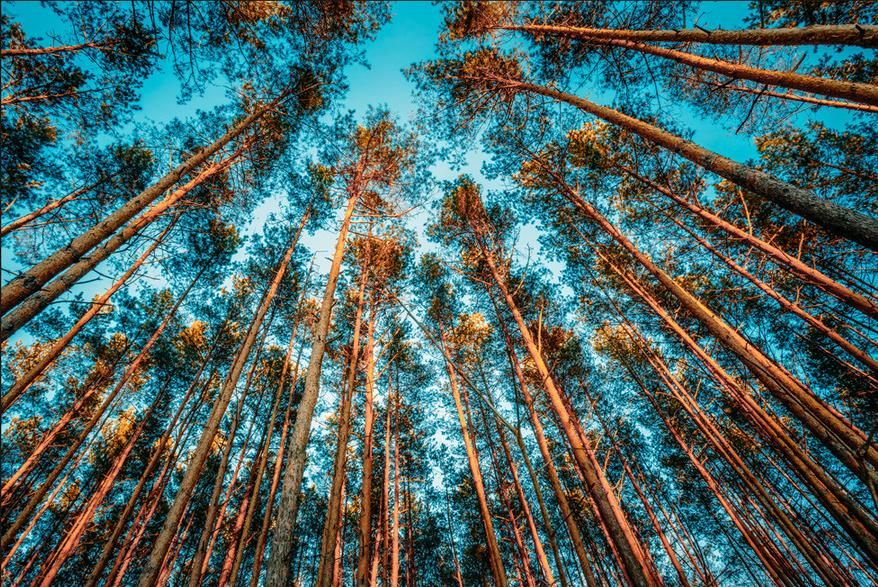 Self Adhesive Wallpaper Looking Up Forest Woods Sky Living Room