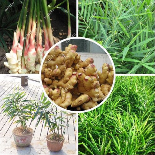 Long Bean seeds Long Bean Seeds 15g Snake//Yard-Long Asparagus Bean Red Noodle Pole Bean Garden Vegetable Organic Green Fresh Chinese Seeds for Planting outside door Cooking Dish Taste Sweet Delicious