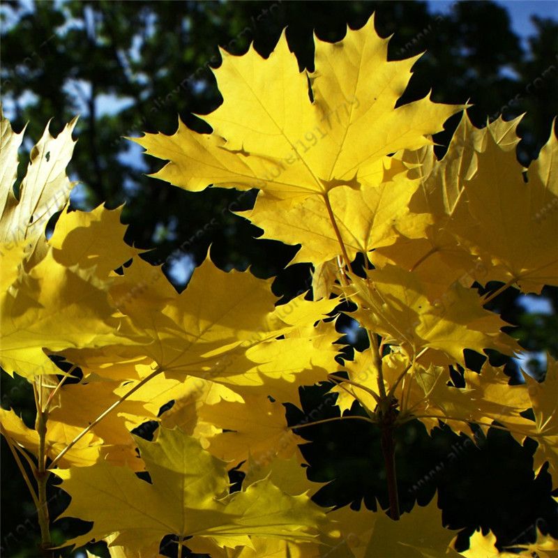 Discount Norway Maple Tree Seedsacer Platanoidesrare Maple Seeds Outdoor Plant Bonsai Tree Seed Orange To Golden Yellow In Autumn Top Seeds Online Shop Dhgate Com