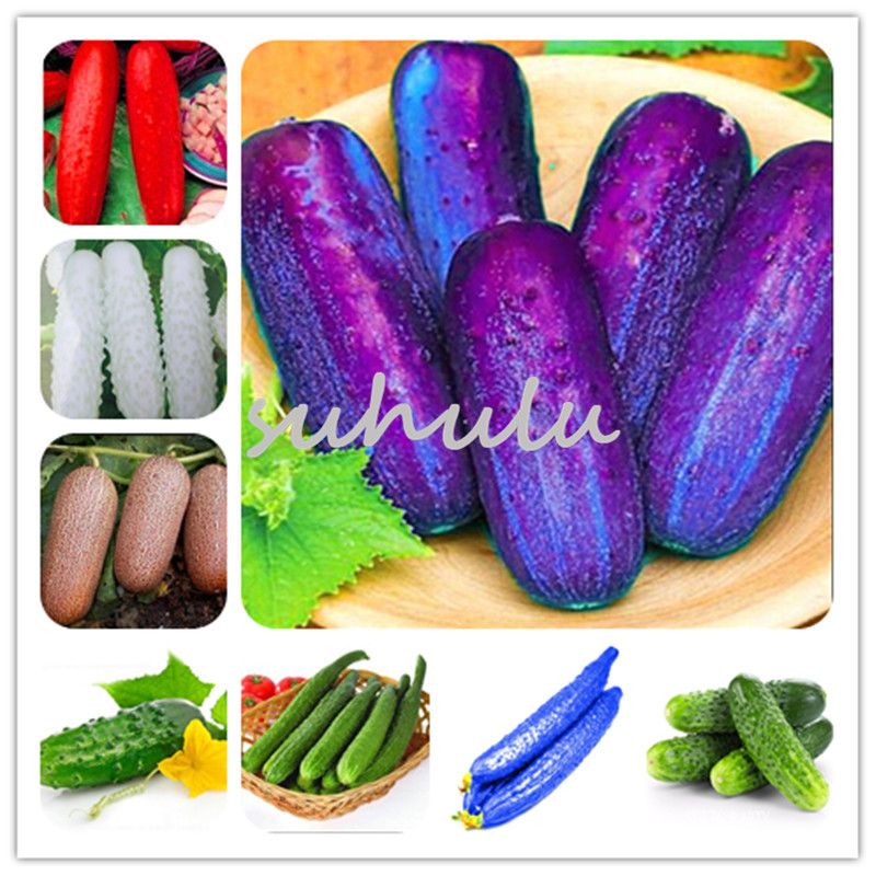 100pcs Red Cucumber Seeds Fruit Vegetables Seeds Rare Garden Plants 100pcs Red Cucumber Seeds Fruit Vegetables Seeds Rare Garden Plants