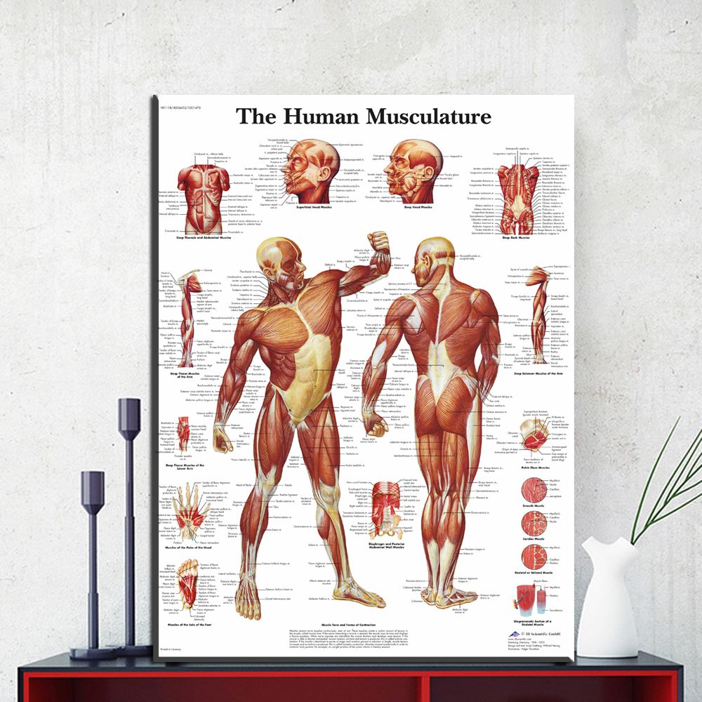 Satin Al 1 Panel Insan Vucudu Anatomisi Tuval Sanat Baski Boyama