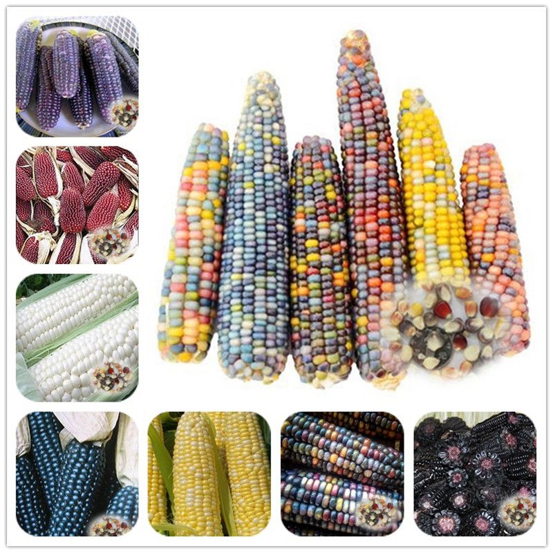 rainbow corn price