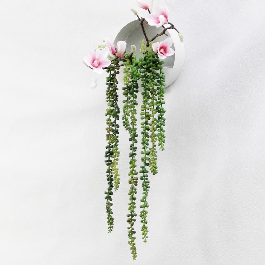 Tanaman Kaktus Tasbih Senecio Rowleyanus Shopee Indonesia