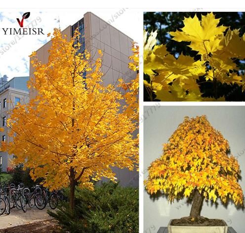 Discount Norway Maple Tree Seedsacer Platanoidesrare Maple Seeds Outdoor Plant Bonsai Tree Seed Orange To Golden Yellow In Autumn Top Seeds Online Shop Dhgate Com
