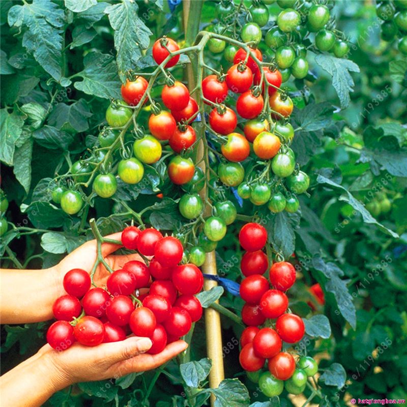 100pcs Rare Balcon Fruits Légumes Bio Graines Plante en Pot pour Jardin Sac de Cerise des semences de Tomate 
