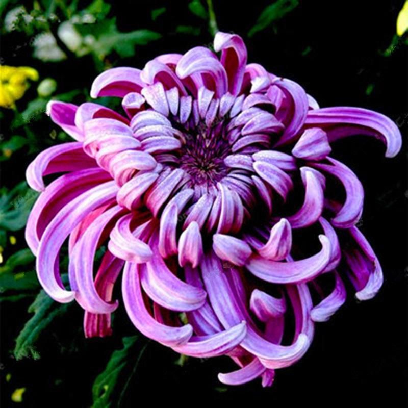 Discount Chinese Mum Seeds Rare Perennial Flower Seeds Indoor Bonsai Plants Chrysanthemum Plant