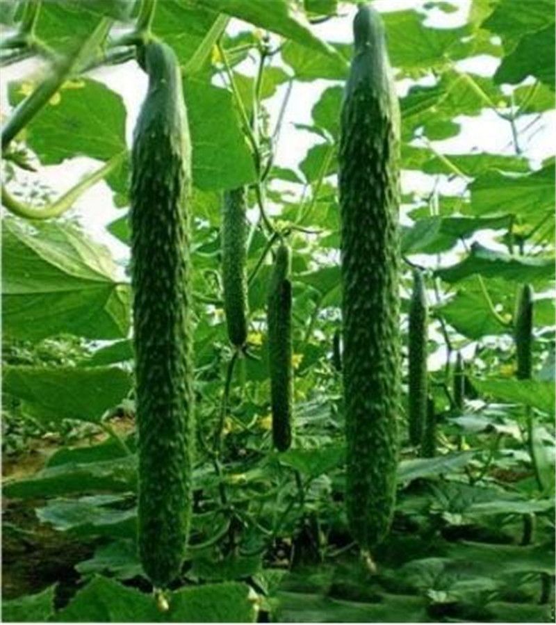 100 PCS Seeds Long Cucumber Bonsai Chinese Organic Vegetable Plants Rare 2019 N
