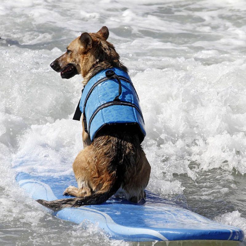 large dog life vest