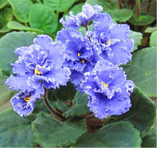 100 PCS Saintpaulia ionantha Belle Plante des Plantes Bonsai Fleur Plantes dAfrique Violet Bonsai Bricolage Jardin Plantes 6 