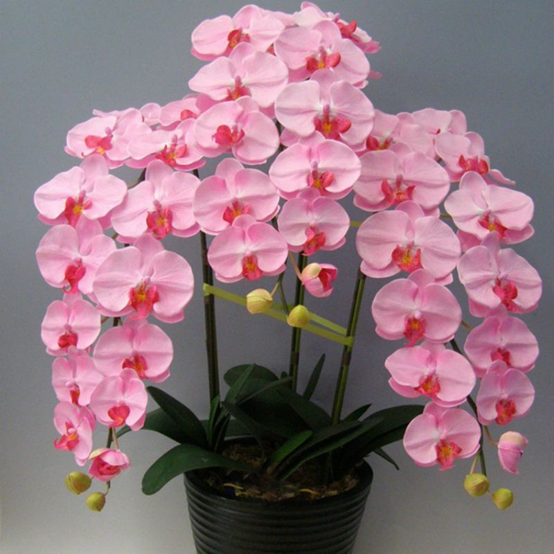 Vente chaude! 9 variétés Phalaenopsis graines vivaces plantes à fleurs en  pot de charme orchidée fleurs graines, 20 pcs / bag, # 44LI74