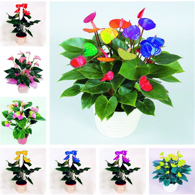 100 Pcs Seeds Mix Anthurium Bonsai Indoor Plants Flowers Pots Garden Home NEW T 