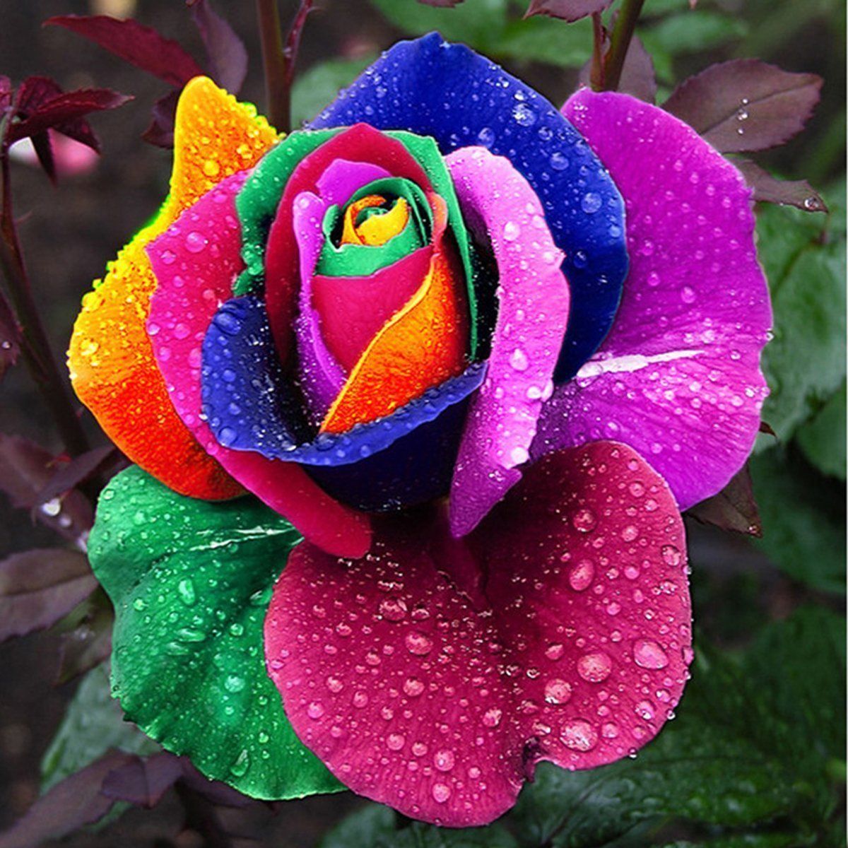 Acquistare 1000 Pz Bella Arcobaleno Rosa Semi Di Rosa Multicolore Semi Di Rosa  Rosa Semi Di Fiori Di Famiglia Piante Da Giardino Piante Di Fiori Specie  Economico | Consegna Veloce E Qualità |