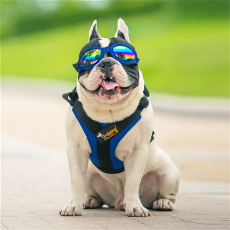 strong dog harness