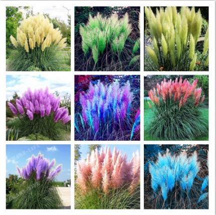 2020 New Rare Impressive Purple Pampas Grass Seeds Ornamental Home Garden Plants Flowers Seeds Coeria Selloana Grass Seeds For Home Garden From Yijiaseeds 9 25 Dhgate Com
