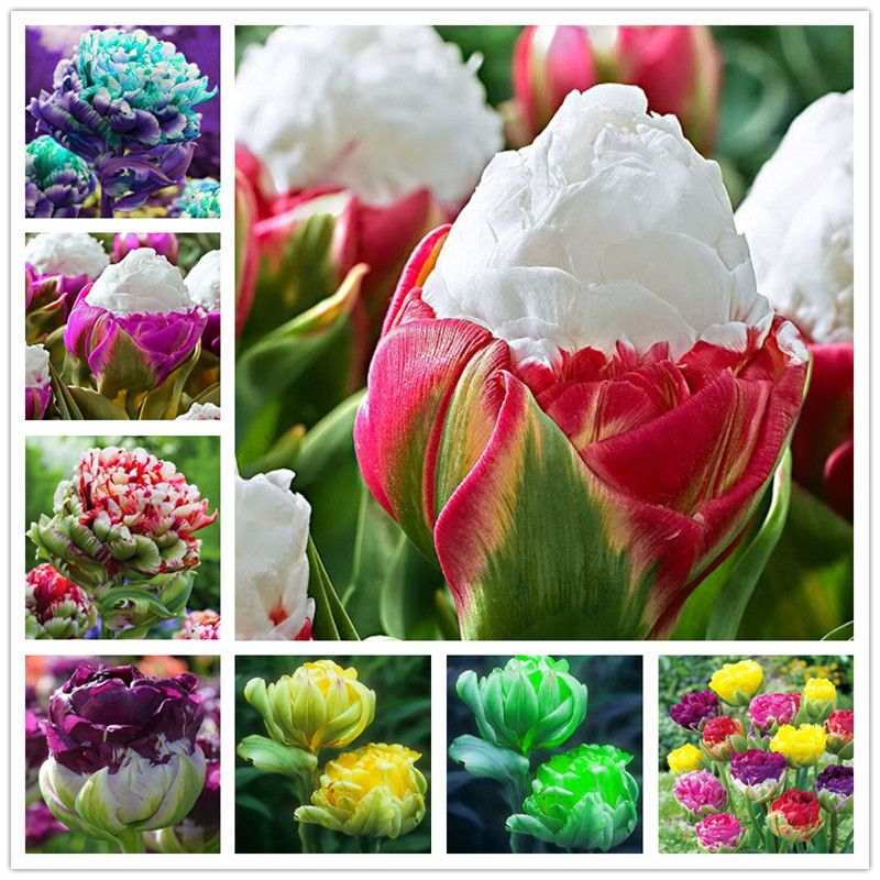 Semillas de tulipanes de 30 piezas, plantas de tulipanes aromáticos,  helados raros, macetas para macetas, bricolaje