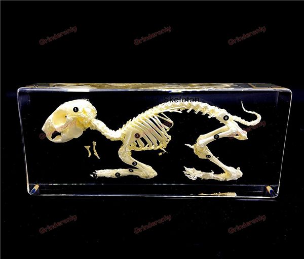 satin al gercek tavsan iskelet ornek akrilik travmatik tabanca iskelet travma tibbi alet anatomi anatomik bilim ogretim tl415 44 tr dhgate com
