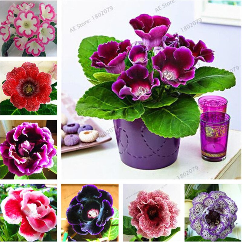 120 pcs/bag Rare real gloxinia seeds, beautiful bonsai sinningia gloxinia  flower seeds potted gloxinia plant for home garden